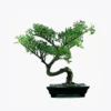 Darrel's Bonsai Tree, a compact bonsai tree for beginners