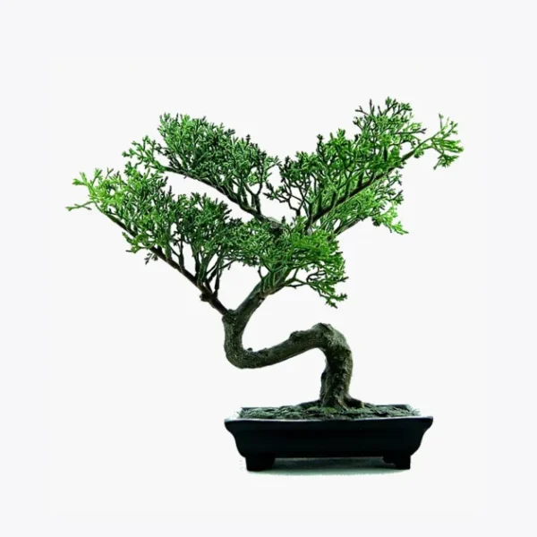 product-image-2_optimized Darrel's Bonsai Tree, a compact bonsai tree for beginners