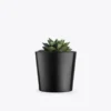 Premium bonsai tree from Bonsai Crave