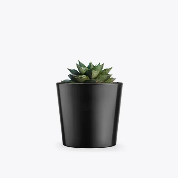 product-image-3_optimized Premium bonsai tree from Bonsai Crave