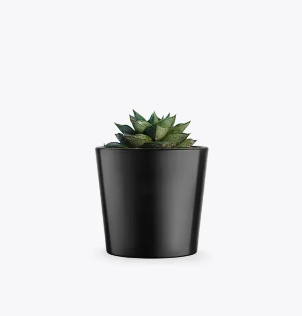 product-image-3_optimized Premium bonsai tree from Bonsai Crave