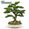 Bonsai Light - bonsai tree in light style
