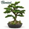 Bonsai Dark - bonsai tree in dark style
