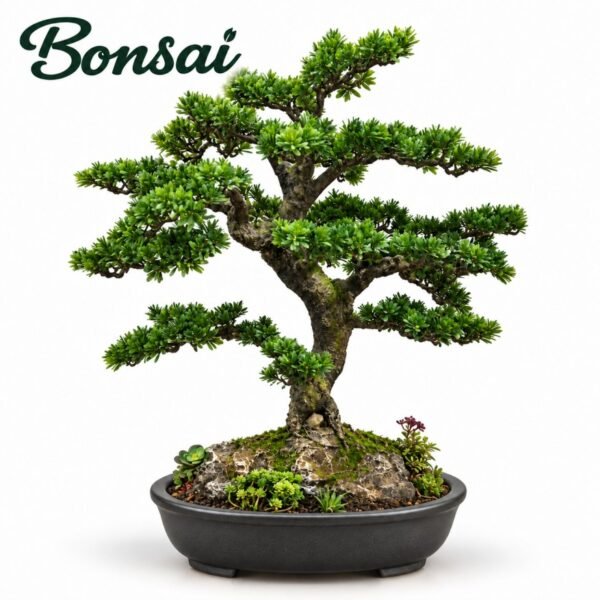 Bonsai Dark - bonsai tree in dark style